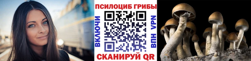 сколько стоит  Буйнакск  Псилоцибиновые грибы мицелий 